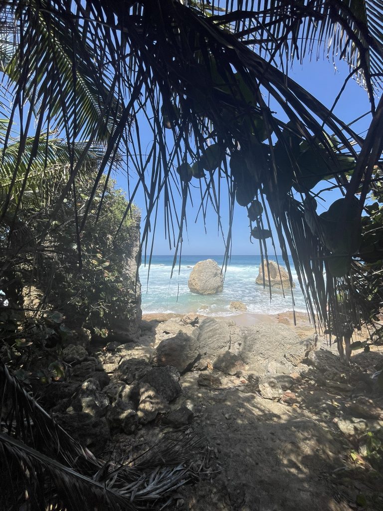 Strand durch Palmen gesehen an der Westküste von Puerto Rico